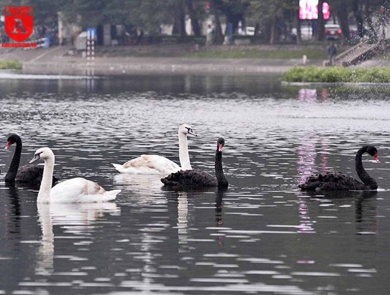 Đàn thiên nga ở hồ Thiền Quang vẫn có nguy cơ bị thương do lưỡi câu